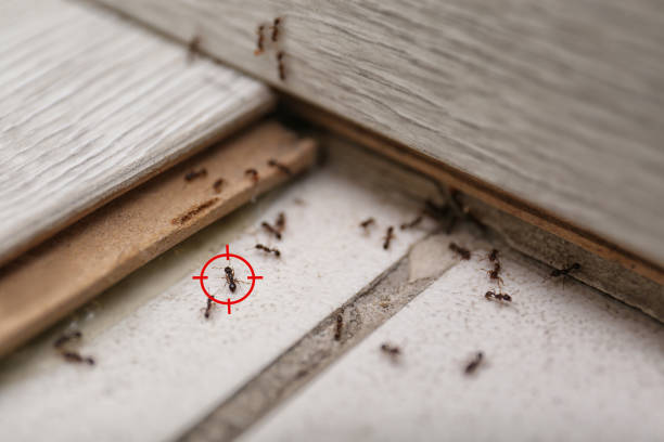 Madison, AL Pest Control Company
