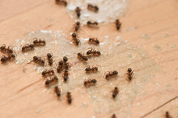 Insect Control in Madison, AL